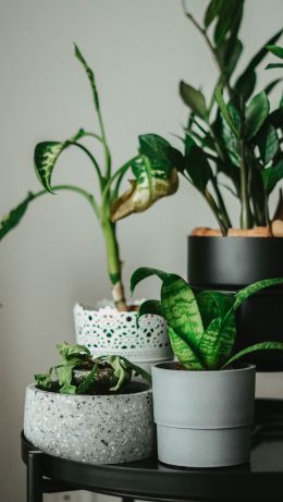 house plants, in pots Wallpaper 640x1136