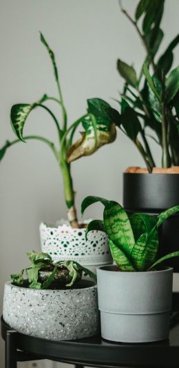 house plants, in pots Wallpaper 1080x2220