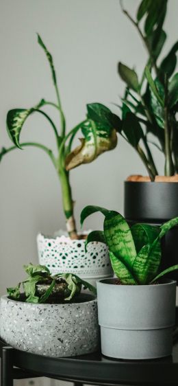 house plants, in pots Wallpaper 1284x2778