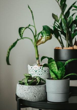 house plants, in pots Wallpaper 1668x2388