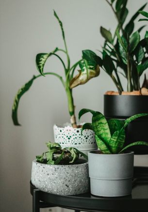 house plants, in pots Wallpaper 1640x2360