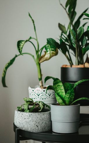 house plants, in pots Wallpaper 1600x2560