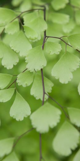 leaves, green Wallpaper 720x1440