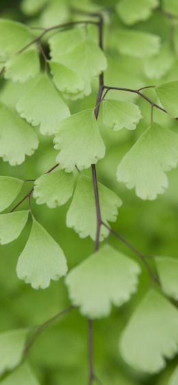 leaves, green Wallpaper 828x1792