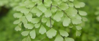 leaves, green Wallpaper 2560x1080