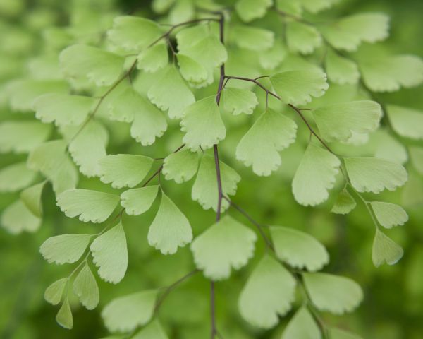 leaves, green Wallpaper 1280x1024