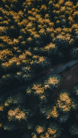 road in the forest Wallpaper 2160x3840