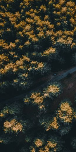 road in the forest Wallpaper 720x1440