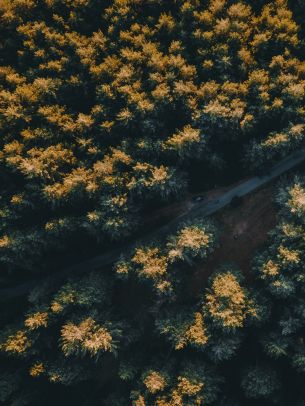 road in the forest Wallpaper 1668x2224