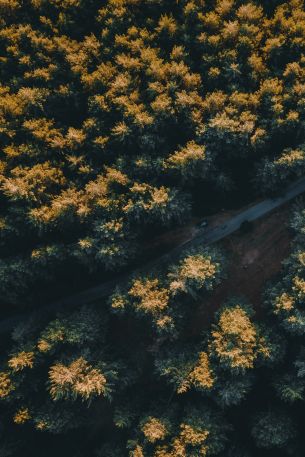 road in the forest Wallpaper 640x960