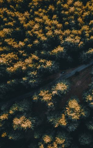 road in the forest Wallpaper 1752x2800