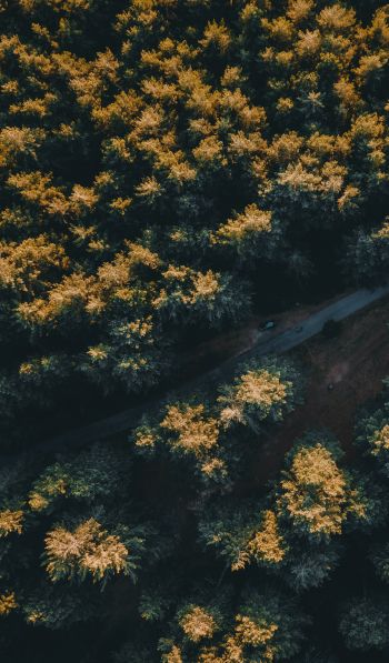 road in the forest Wallpaper 600x1024
