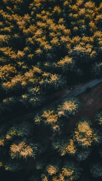 road in the forest Wallpaper 640x1136