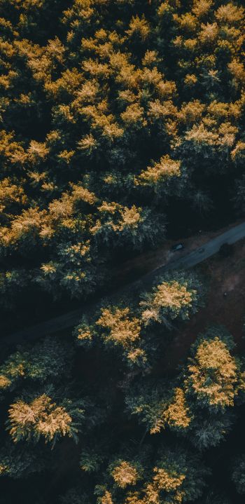 road in the forest Wallpaper 1440x2960
