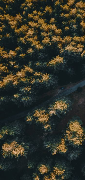 road in the forest Wallpaper 1080x2280