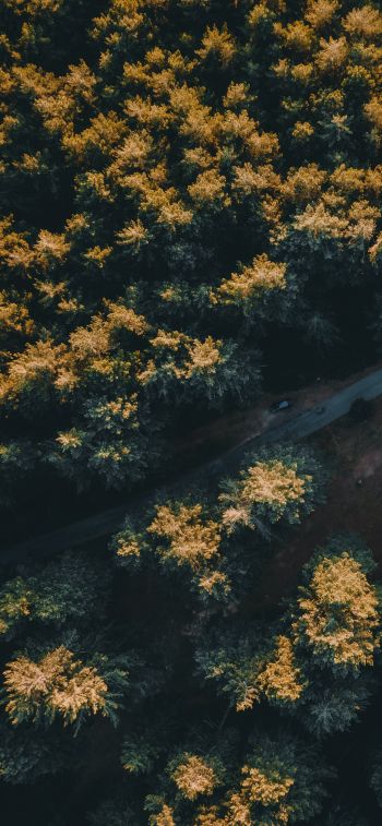 road in the forest Wallpaper 828x1792
