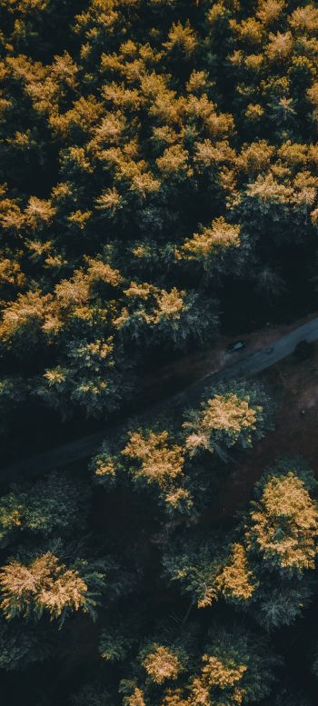road in the forest Wallpaper 1080x2400