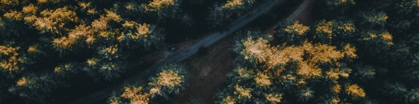 road in the forest Wallpaper 1590x400