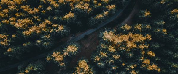 road in the forest Wallpaper 3440x1440