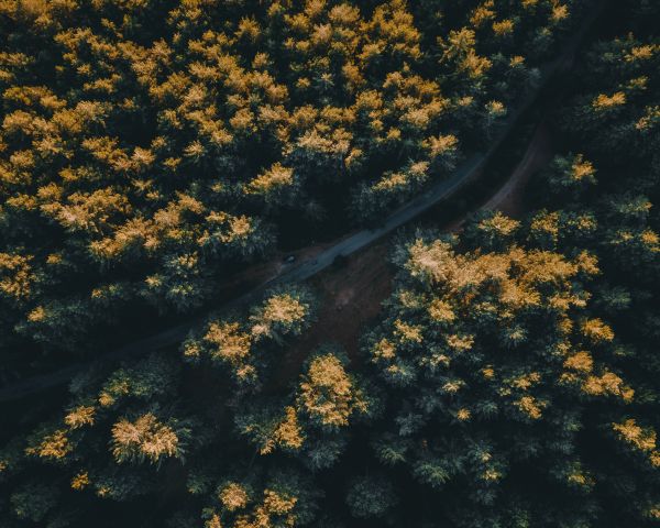 road in the forest Wallpaper 1280x1024