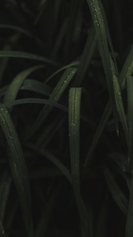 Обои 1080x1920 изображение травы
