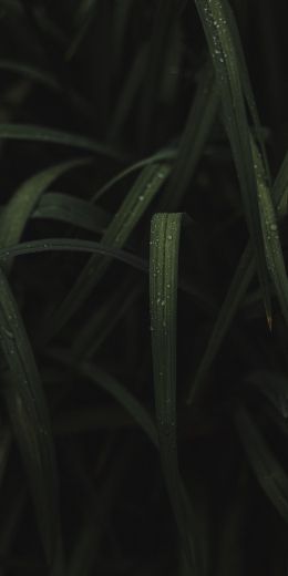 grass image Wallpaper 720x1440