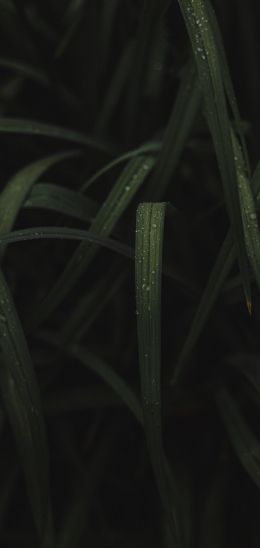 Обои 1080x2280 изображение травы