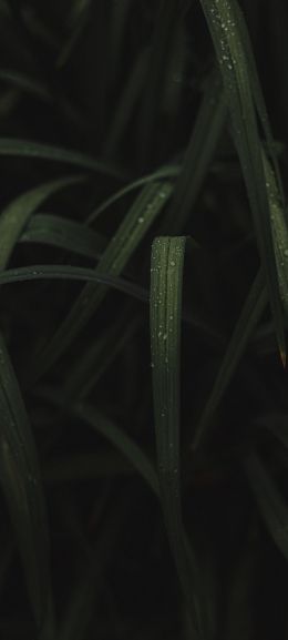 Обои 1080x2400 изображение травы
