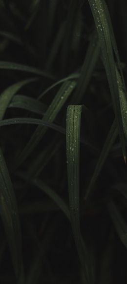 grass image Wallpaper 720x1600