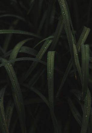 grass image Wallpaper 1640x2360