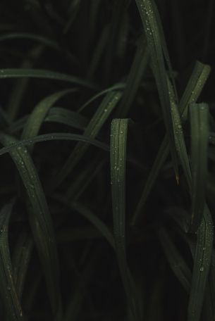 grass image Wallpaper 4016x6016