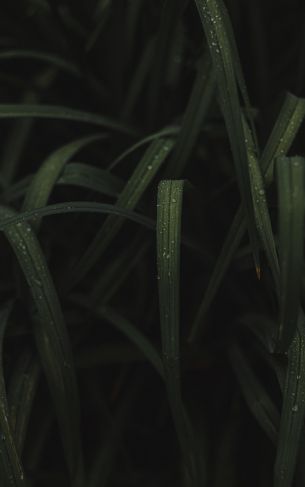 grass image Wallpaper 1752x2800