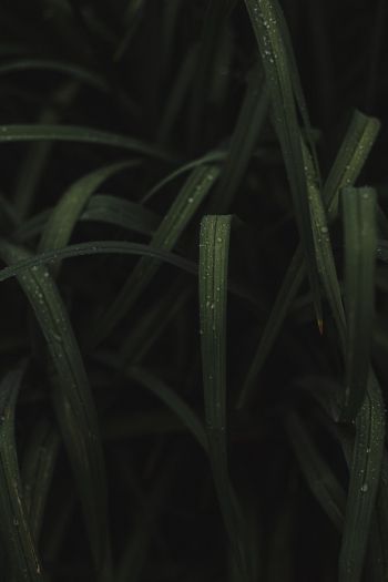 Обои 640x960 изображение травы