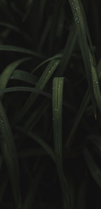 Обои 1080x2220 изображение травы