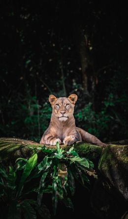 Singapore Zoo, Singapore Wallpaper 600x1024