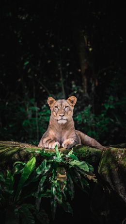 Singapore Zoo, Singapore Wallpaper 640x1136