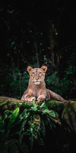 Singapore Zoo, Singapore Wallpaper 720x1440