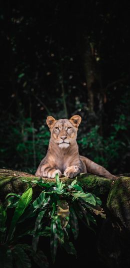 Singapore Zoo, Singapore Wallpaper 1440x2960