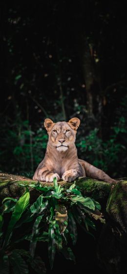 Singapore Zoo, Singapore Wallpaper 1242x2688