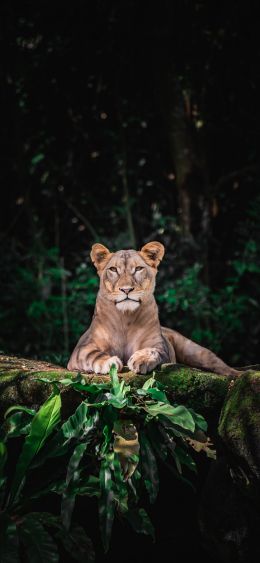 Singapore Zoo, Singapore Wallpaper 1080x2340