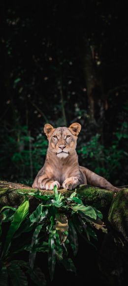 Singapore Zoo, Singapore Wallpaper 1080x2400