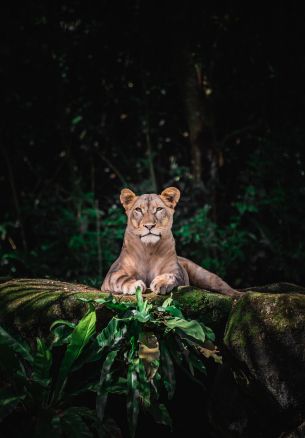 Singapore Zoo, Singapore Wallpaper 1640x2360