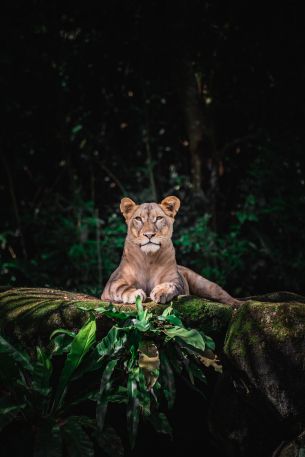 Singapore Zoo, Singapore Wallpaper 3455x5183