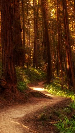 forest, trail, trees Wallpaper 640x1136