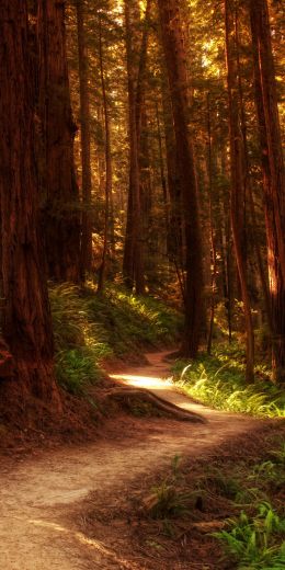 forest, trail, trees Wallpaper 720x1440