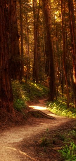 forest, trail, trees Wallpaper 720x1520