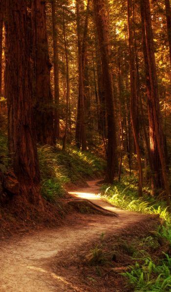 forest, trail, trees Wallpaper 600x1024