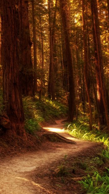 forest, trail, trees Wallpaper 750x1334