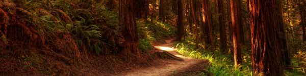 forest, trail, trees Wallpaper 1590x400