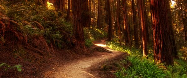 forest, trail, trees Wallpaper 3440x1440